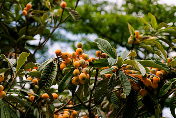 Fototapeta premium ビワ