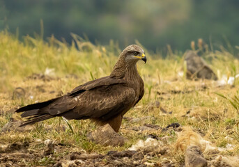 Black Kite in natural habitat