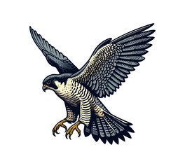 peregrine falcon hand drawn vector illustration graphic