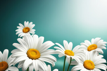 beautiful bouquet of white daisies .
