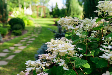 Hydrangea paniculata 
