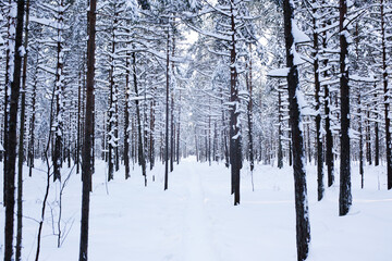 Winter Forest in Finland