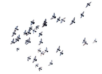 Pigeons in flight isolated on a white background