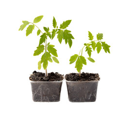 Tomato seedling isolated white background