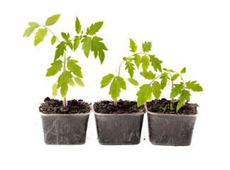 Tomato seedling isolated white background