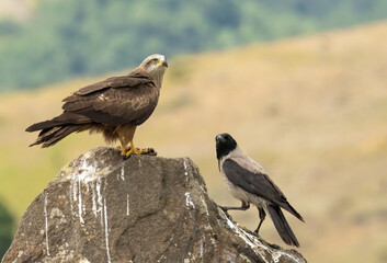 Black Kite in natural habitat