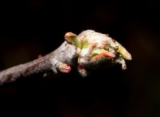 Swollen buds of an apple tree on a branch in spring. Macro
