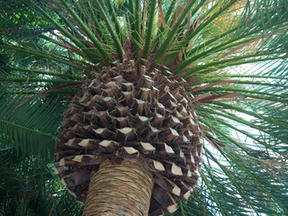 Looking up to the top of big palm tree with smooth trimmed old leaves