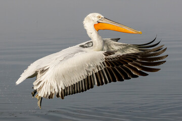 Dalmatian Pelican of Kerkini Lake