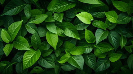 Eco-Friendly Freshness: Vibrant Green Leaves, a Refreshing Vegetarian Vibe Wallpaper