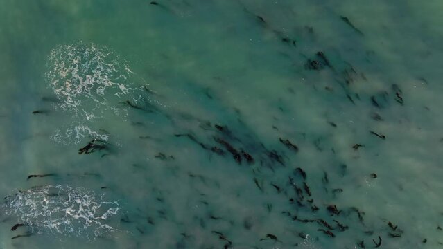 Aerial: Ocean seaweed in Oamaru, Otago, New Zealand.