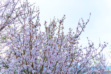 almond blossom with a white sky in the background