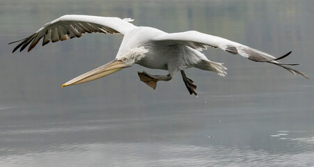 Dalmatian Pelican of Kerkini Lake