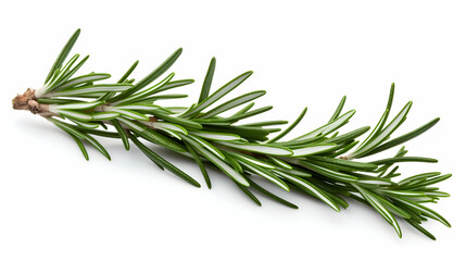 Branch of rosemary on white background.