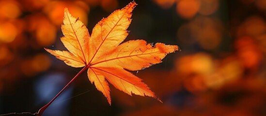 A sunlit maple leaf in orange