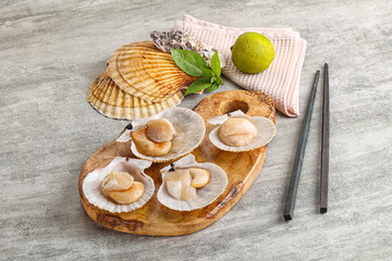 Raw natural scallop in its shell