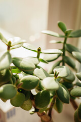 A potted plant called the fat lady. Money tree. Close-up of green leaves.Background and texture.