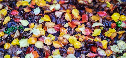 Wet autumn fall leaves on the forrest floor
