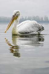 Dalmatian Pelican of Kerkini Lake