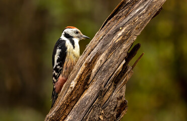 Middle Spotted Woodpecker sitting on dead tree