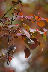 Euphorbia cotinifolia (tropical smoke bush, Caribbean copper plant, Mexican shrubby spurge, herba...