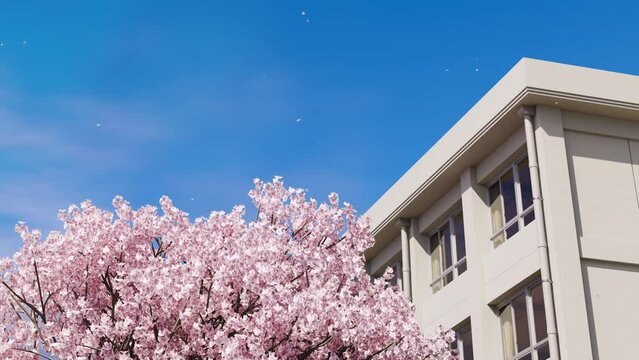 桜が満開に咲く入学式当日の校門 / ティルトダウン / 入学式・春の新生活のモーションイメージ / 3Dレンダリング