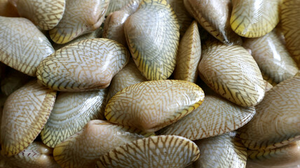 Fresh batik shells or known as Paratapes undulatus harvest from the sea perfect for natural...
