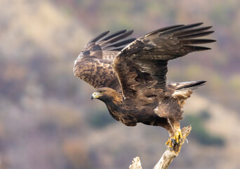 Action photography of Golden Eagle