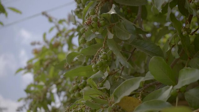 FRUTO NANCE &Aacute;RBOL