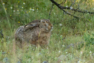 European Hare hiding in grass