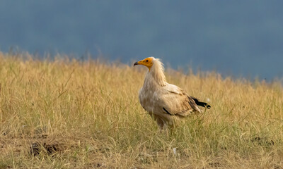 Egyptian vulture in natural habitat in Bulgaria