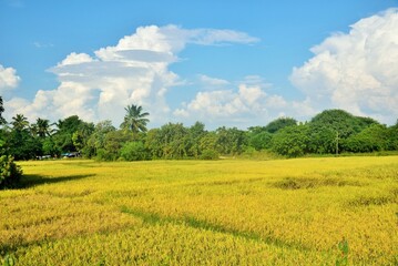 Rice fields, Chikhla, Valsad, Gujarat, India, Asia