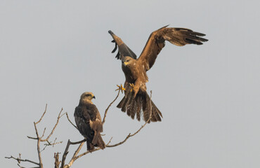 Black Kite in natural habitat