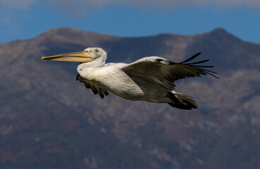 Dalmatian Pelican of Kerkini Lake