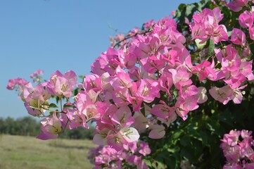 pink flowers in the park