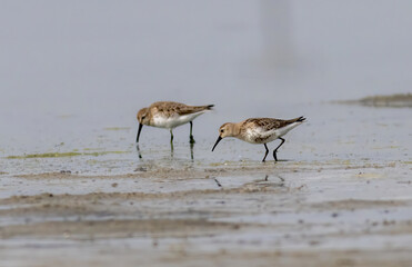 Dunlin (Calidris alpina) in natural habitat