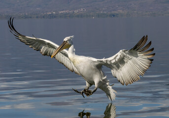 Dalmatian Pelican of Kerkini Lake