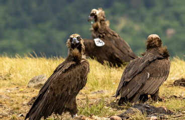 Cinereous vulture sitting on feeding station