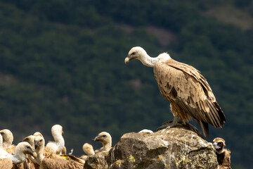 Griffon Vulture (Gyps fulvus) on feeding station