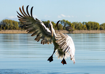 Dalmatian Pelican of Kerkini Lake