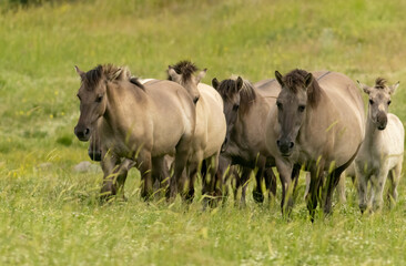 Naklejka na ściany i meble Semi wild horses (Tarpans) reintroduced in Bulgaria