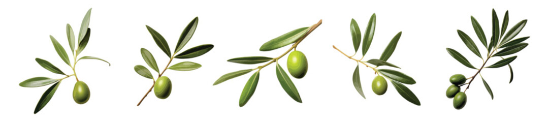 Olive leaves vector set isolated on white background - obrazy, fototapety, plakaty