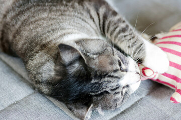手作りおもちゃで遊ぶハチワレ鯖トラ猫