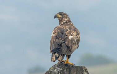 White-tailed Sea eagle sitting on feeding station
