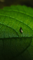 Bug in green leaf