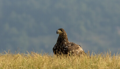 White-tailed Sea eagle sitting on feeding station
