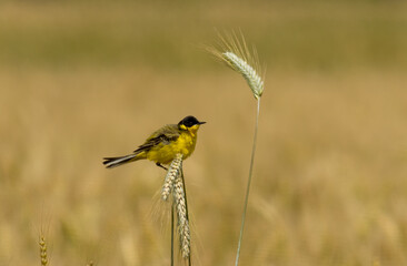 Yellow Wagtail (Motacilla flava) sitting on wheat plant