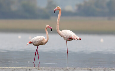 Greater flamingo`s flock in national park in Greece