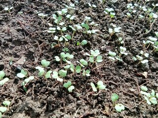 sowing vegetables from seeds, they start to grow.