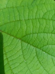 close up of leaf